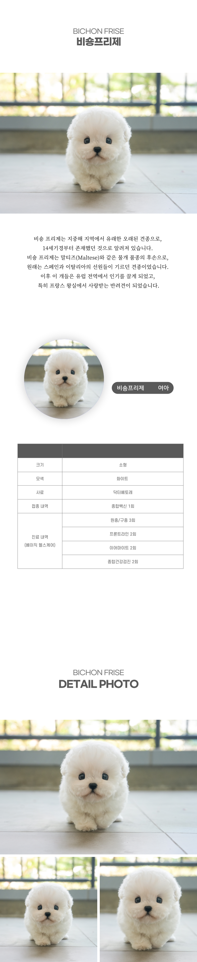 미니비숑_상세이미지_2